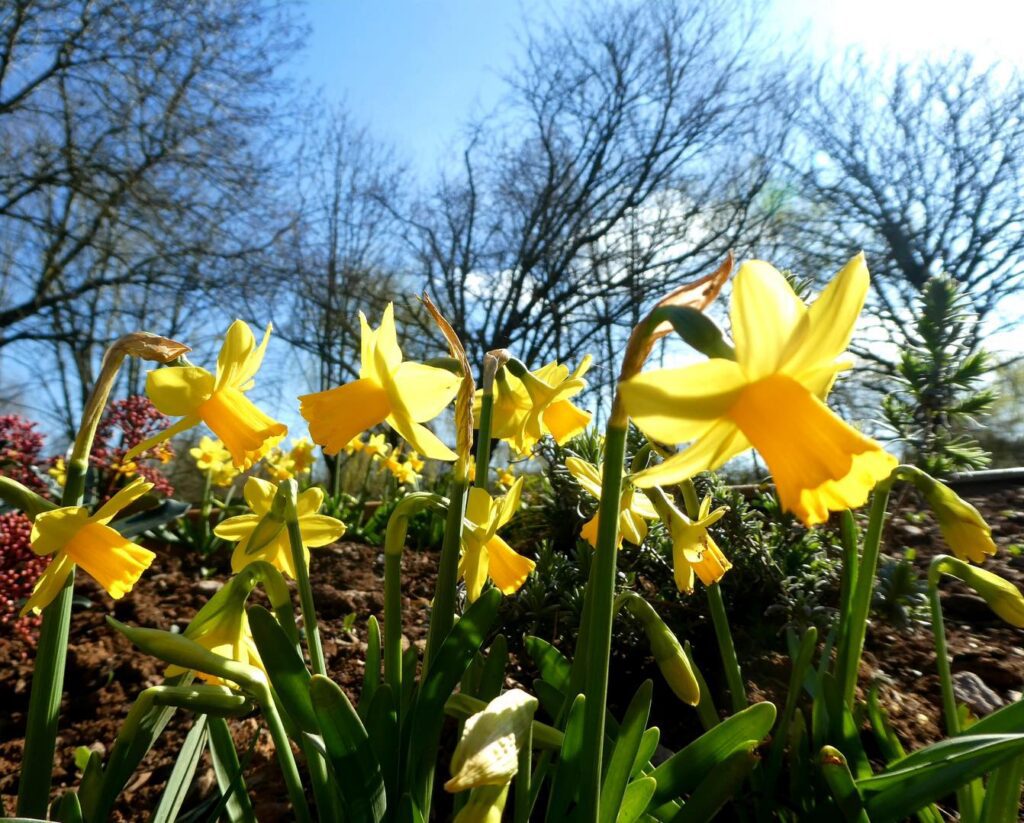 Bright yellow daffodils bloom under a clear blue sky, surrounded by bare tree branches. The scene conveys a fresh, vibrant springtime energy.