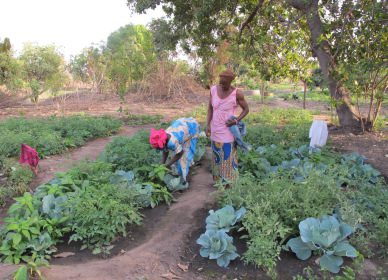 Genieri - vegetable garden
